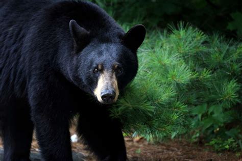 Are black bears dangerous. Things To Know About Are black bears dangerous. 